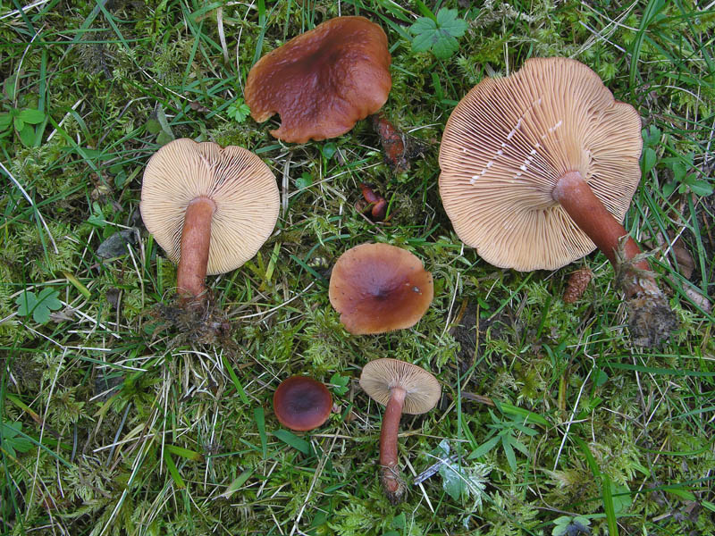 Lactarius badiosanguineus